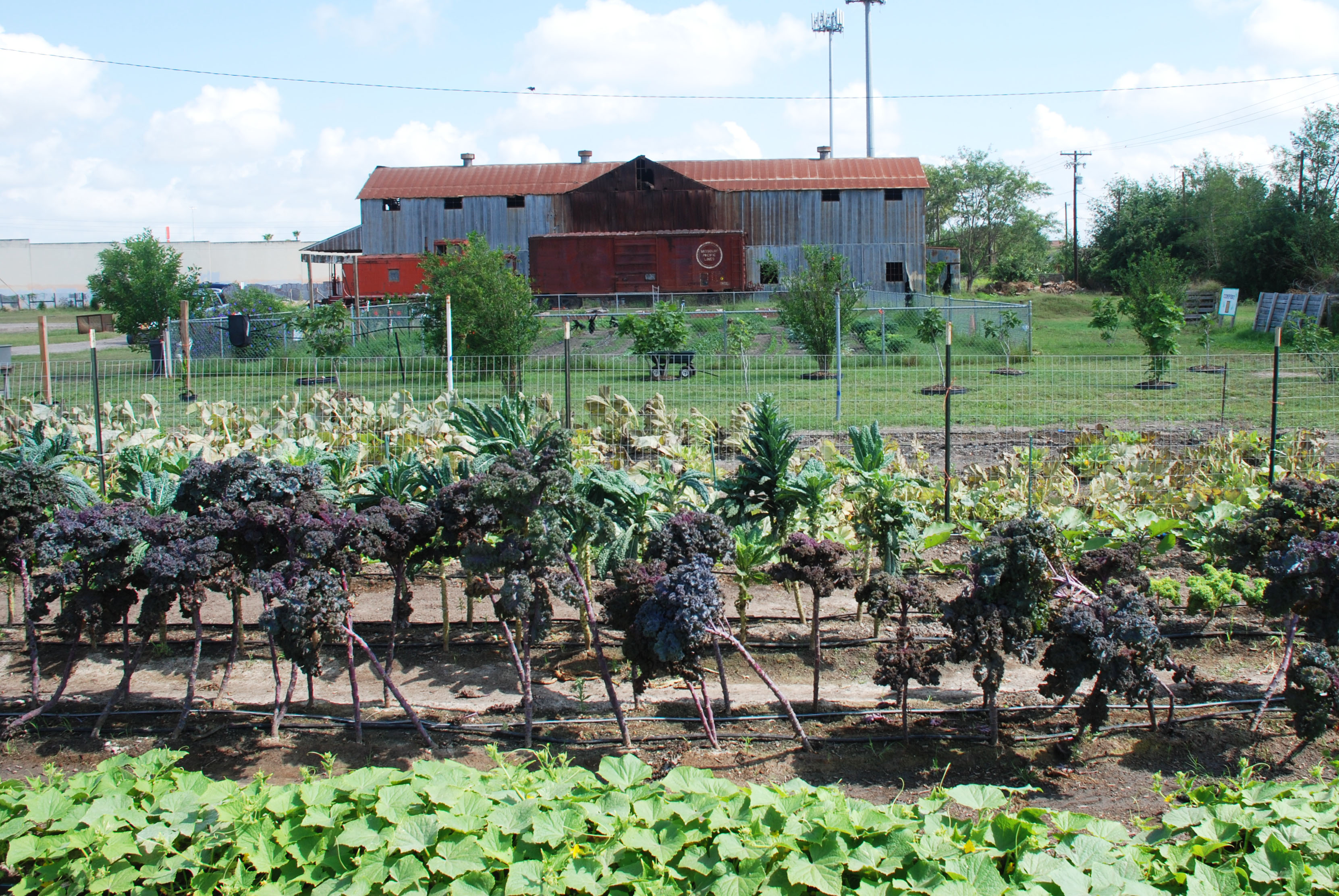 Farm Dinner 2020 by Food Bank RGV