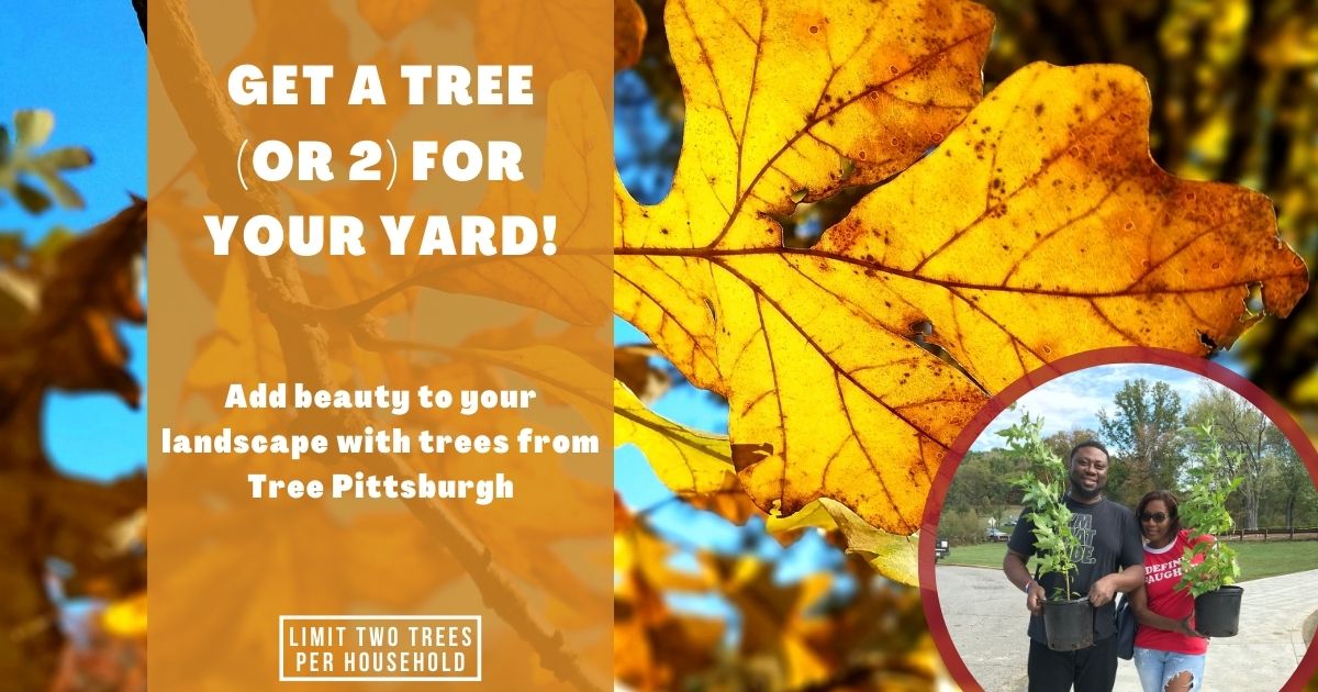 Tree Adoption Tree Pittsburgh Fall 2022 by Tree Pittsburgh