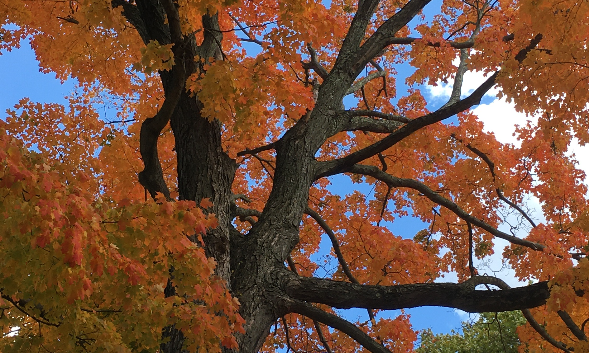 Tree ID Walk: Allegheny Cemetery background image