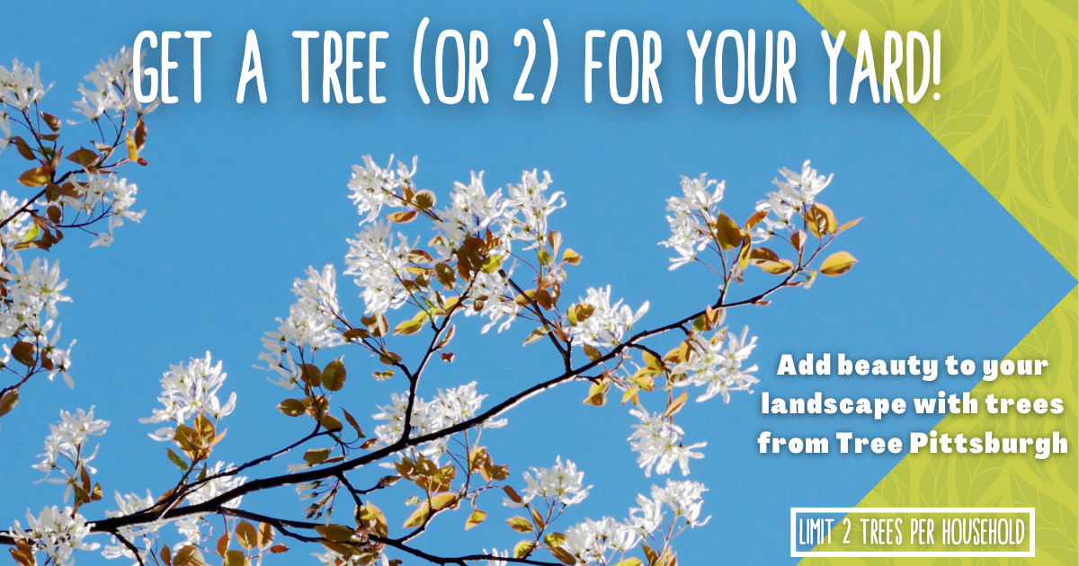 Tree Adoption Hampton Spring 2023 by Tree Pittsburgh