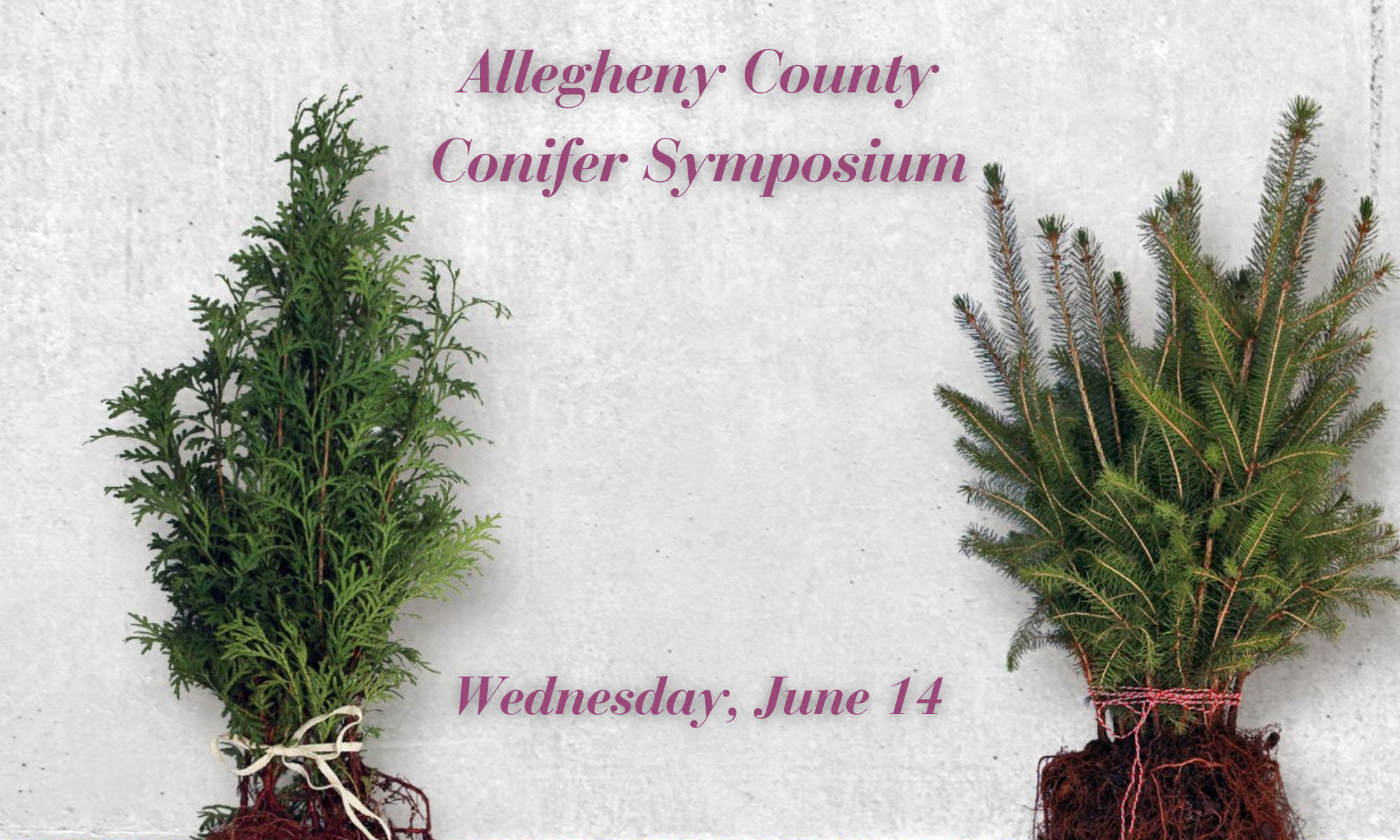 Allegheny County Conifer Symposium background image