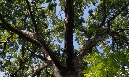 Tree ID Walk: Riverview Park background image