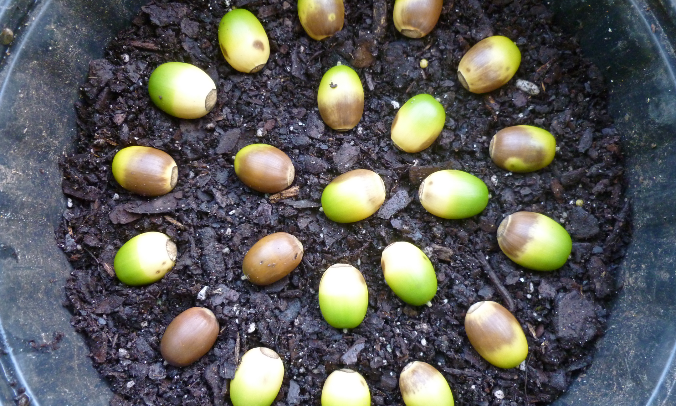 Seed Sowing Workshop, Fall 2023 background image