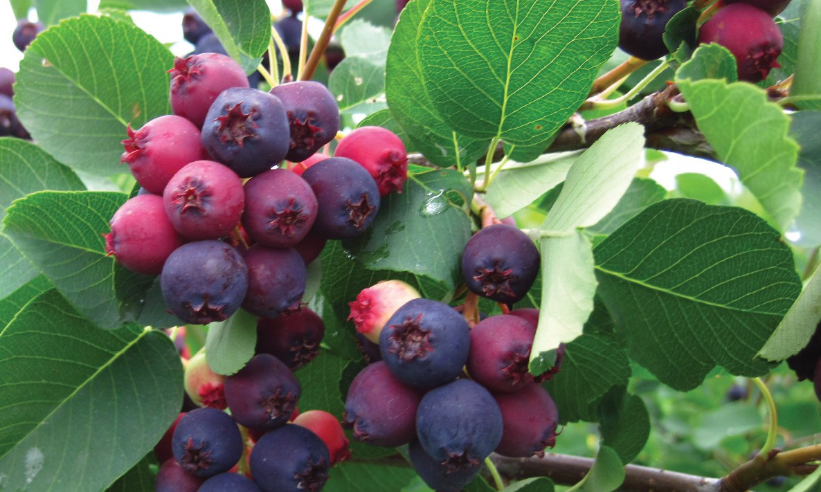 Seed Collection 1: Summer Berries, June 2023 background image
