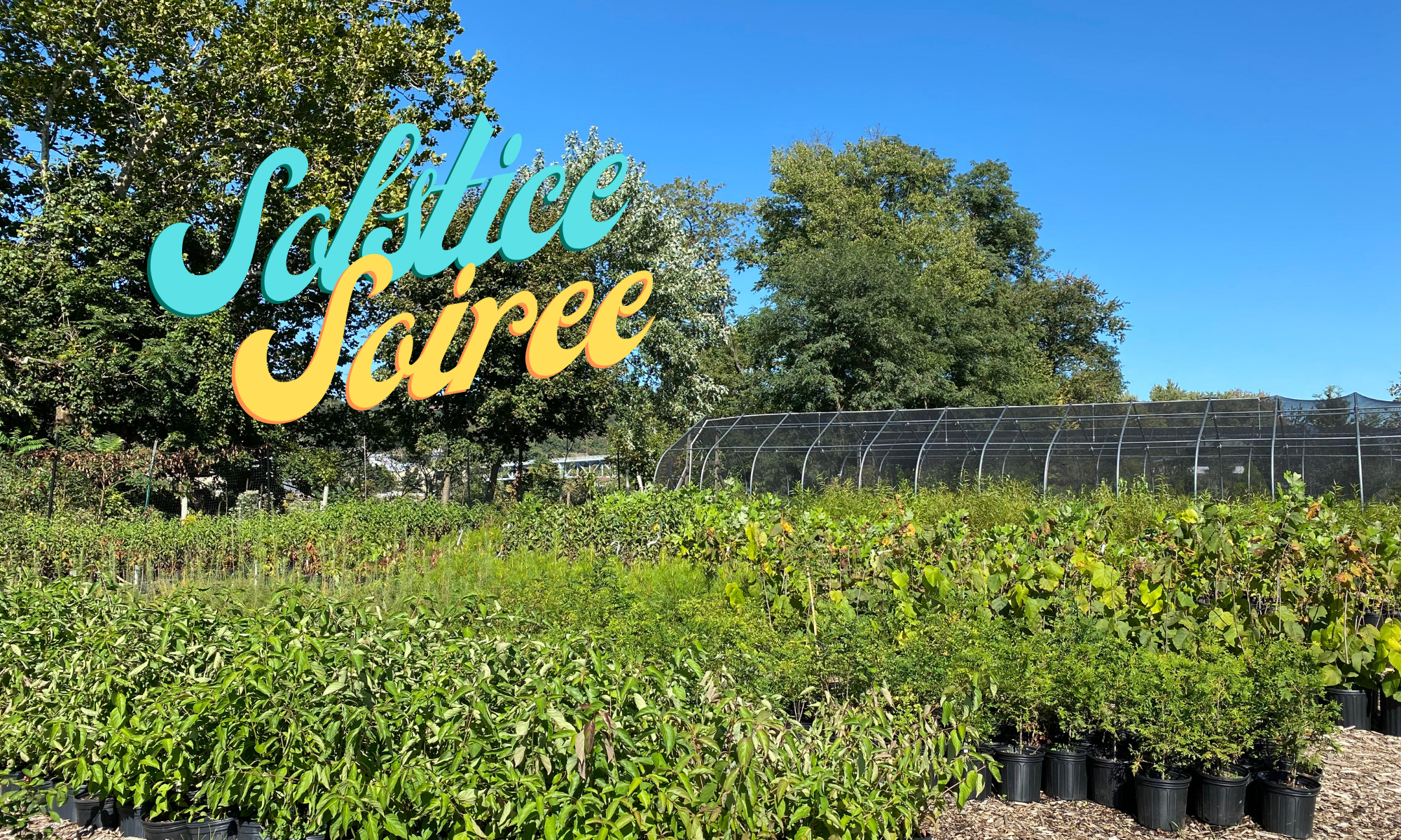 Solstice Soiree at Tree Pittsburgh background image