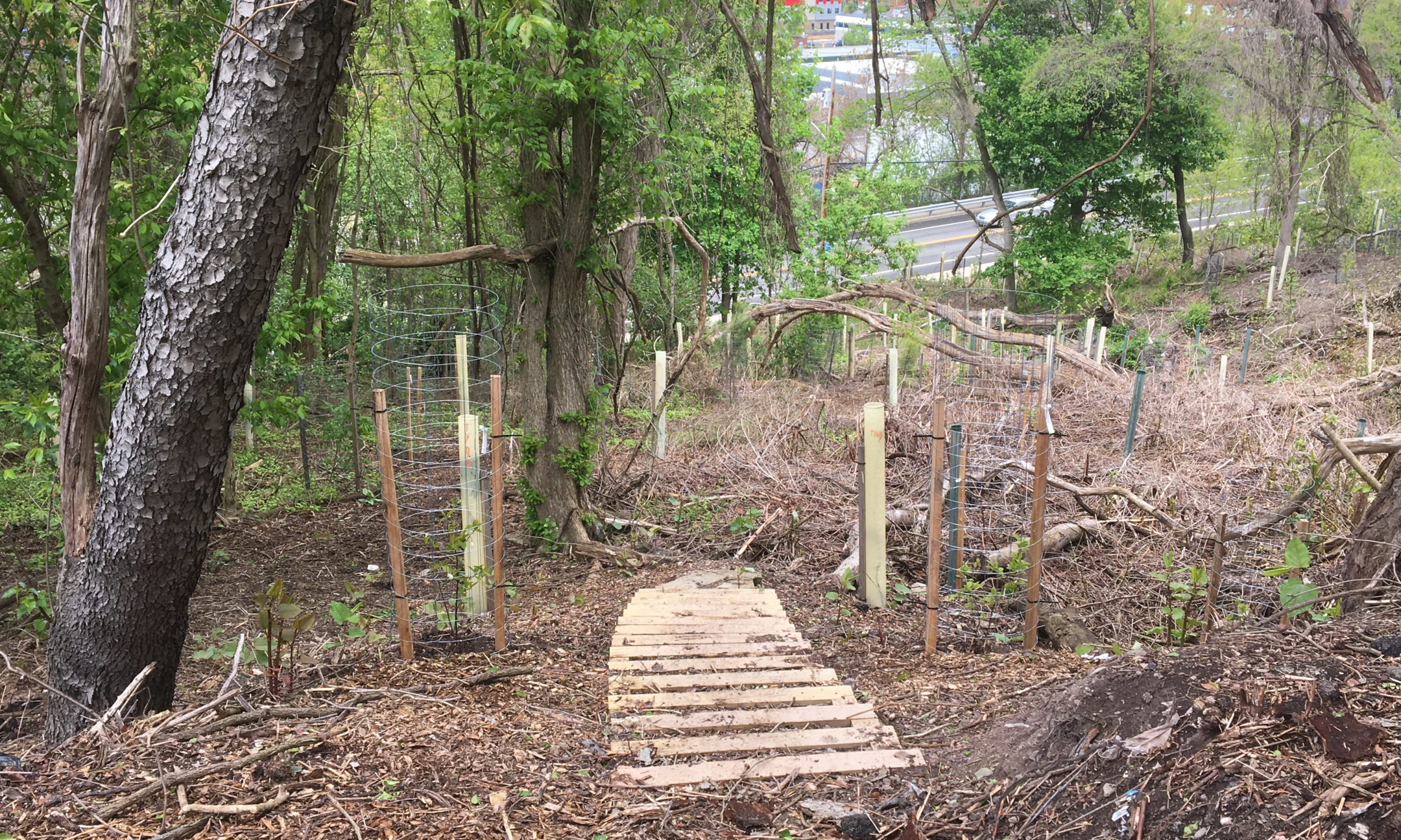 Tree Walk: Anatomy of a Young Forest background image