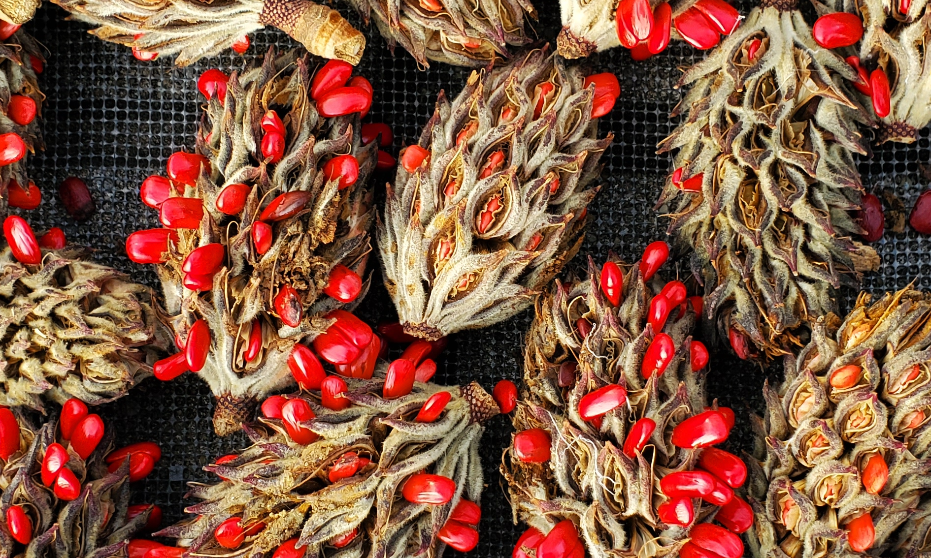 Seed Collection 2: Fall Harvest, August 2023 background image