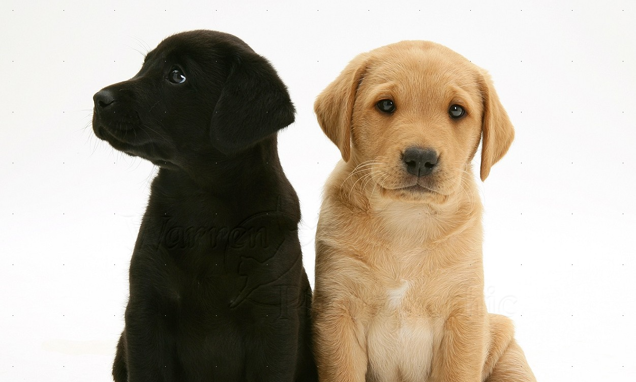 Paws & Purpose: Puppy Yoga Fundraiser background image