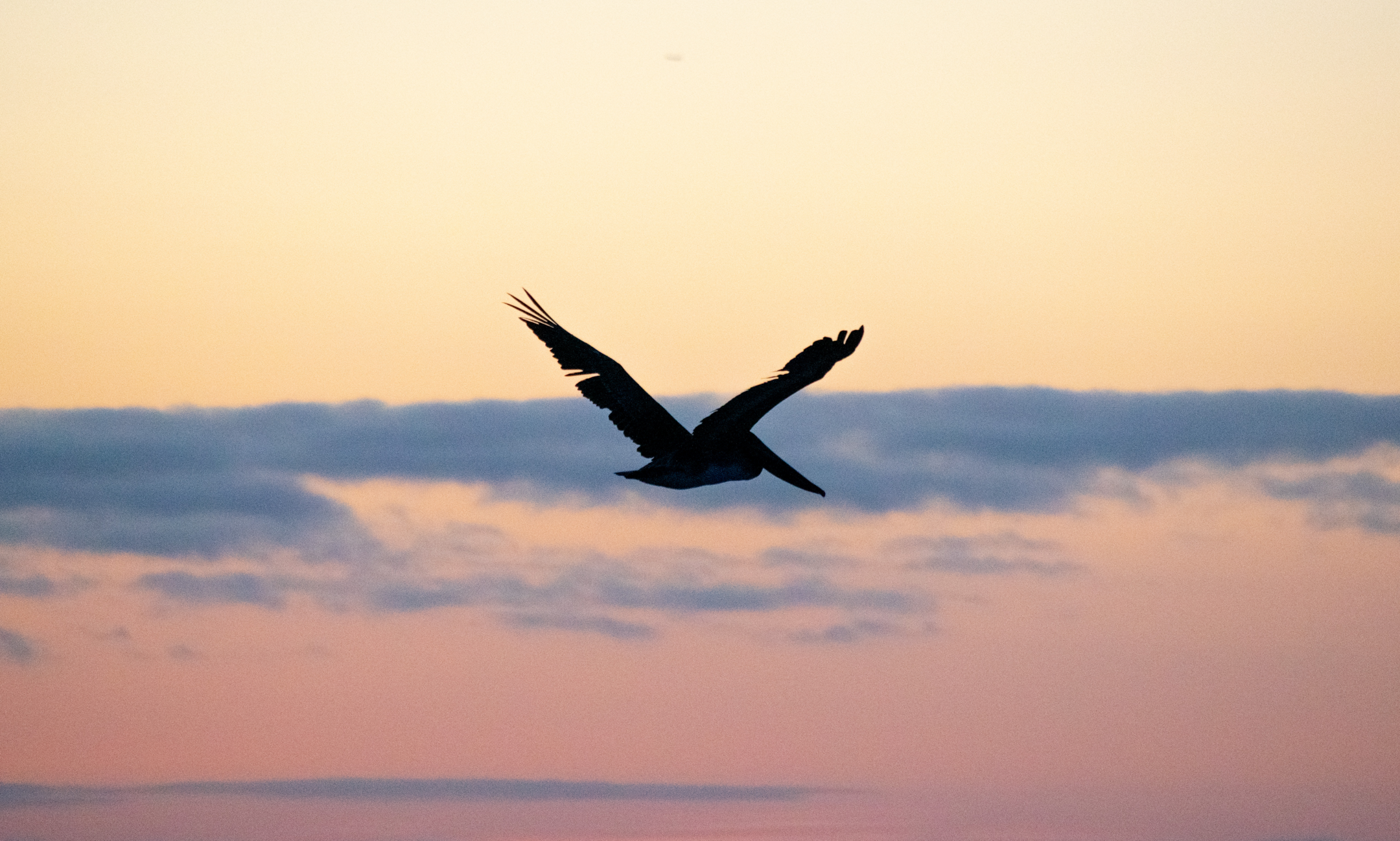 The Winged Sentinels of Monterey Bay background image