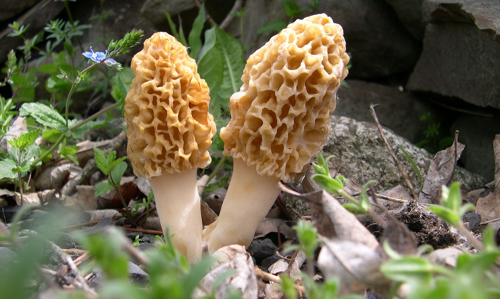 Fungi In Our Forests background image