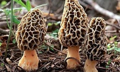 Fungi In Our Forests  background image
