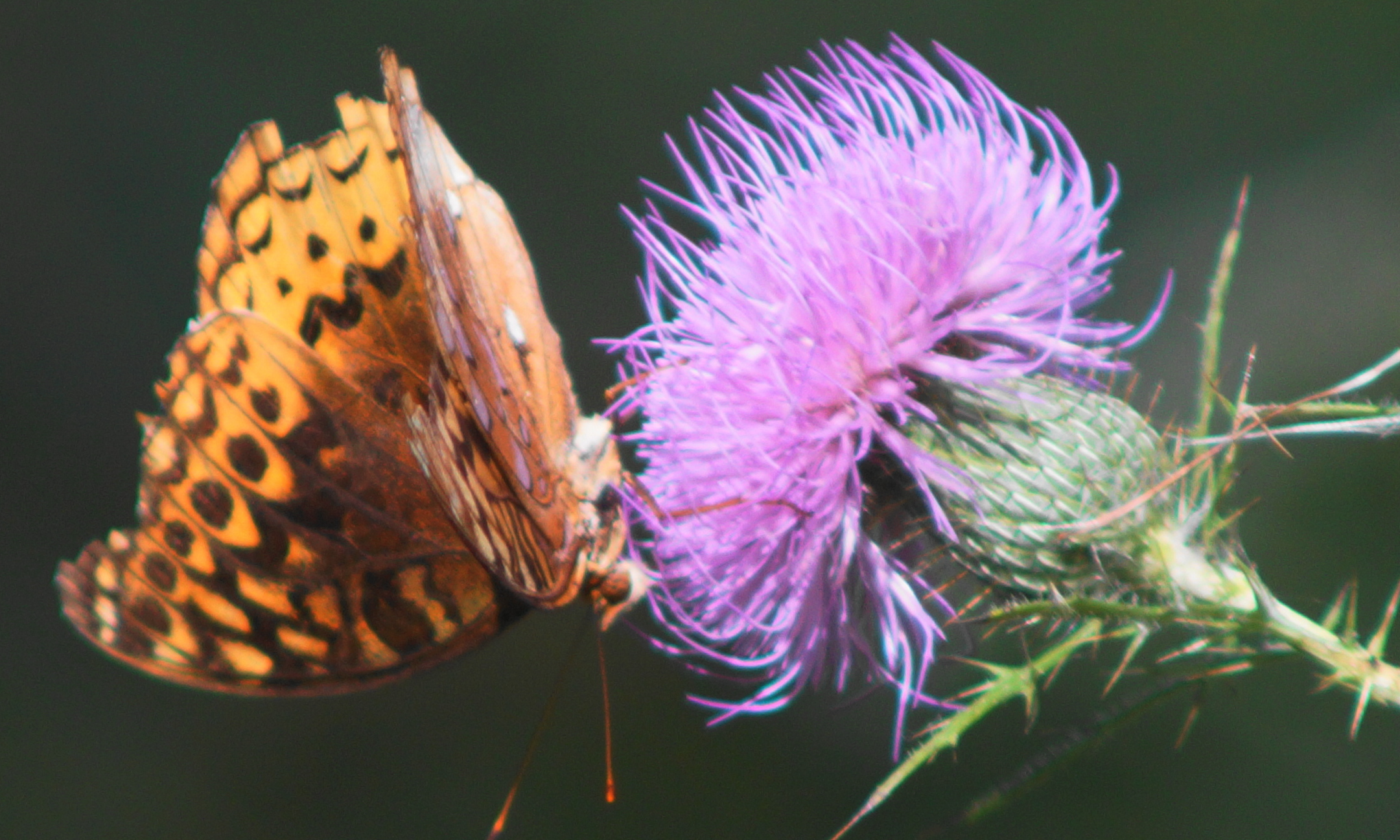 On the Wing: Butterfly Walk  background image