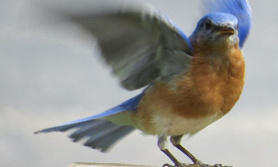 Morning Bird Walk  background image