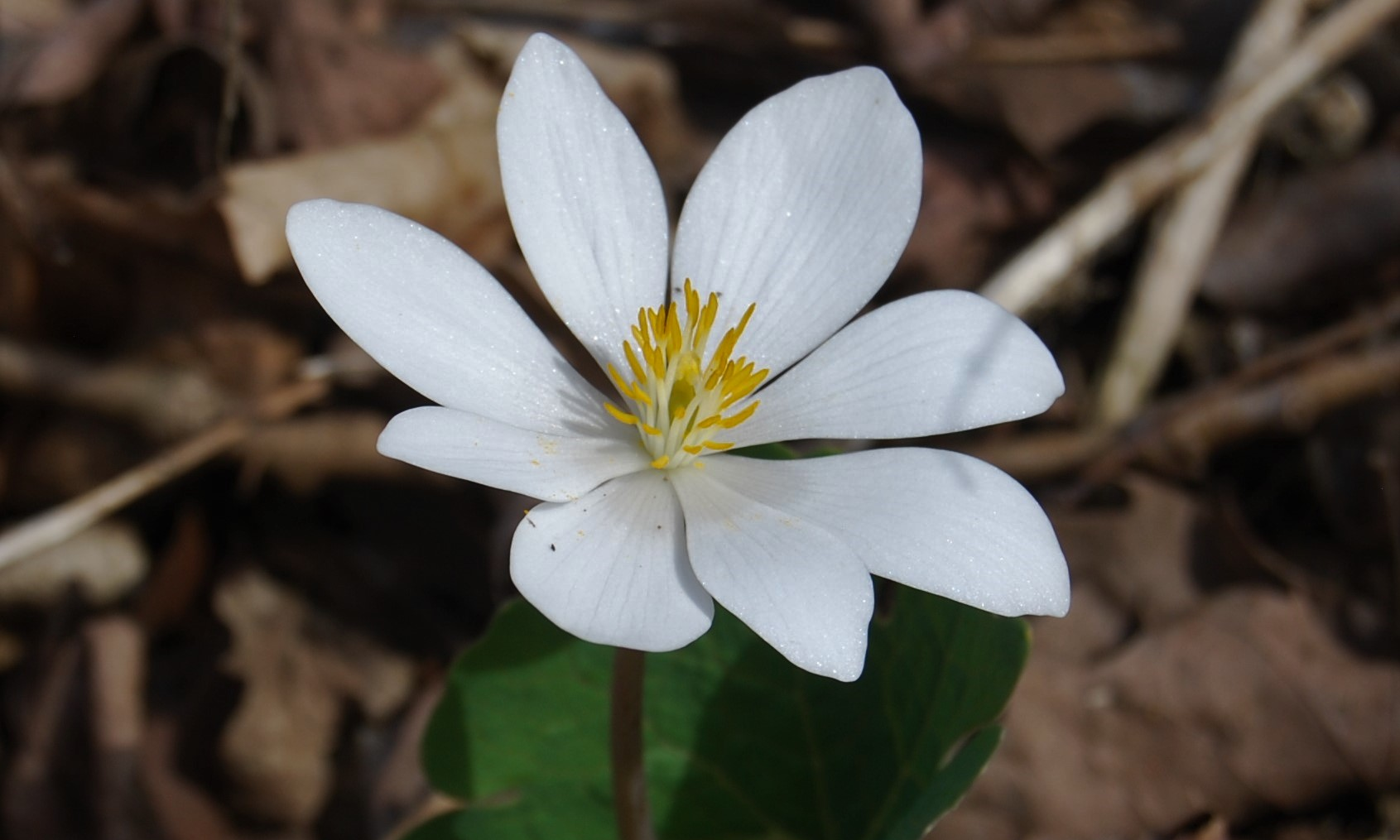 Spring Wildflower Hike Buckeye Trace background image