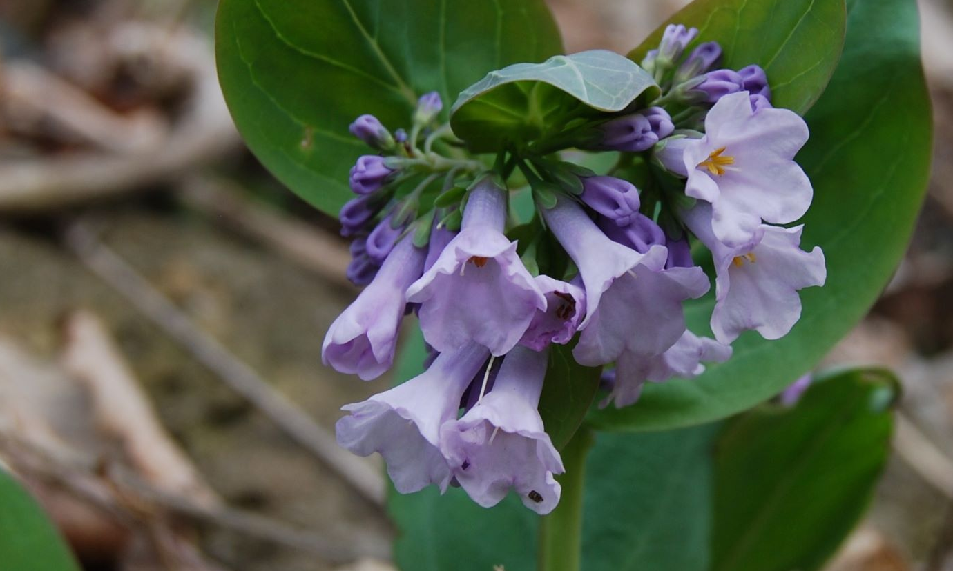Spring Wildflower Walk Delshire Nature Preserve background image