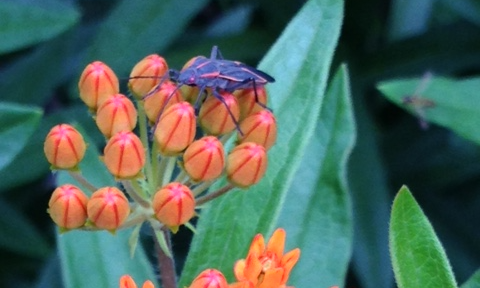 Landscaping with Native Plants and Plant Sale background image
