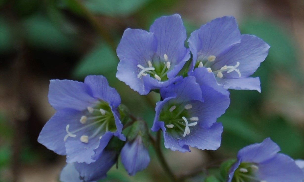 Spring Wildflower Hike Kirby Nature Preserve background image