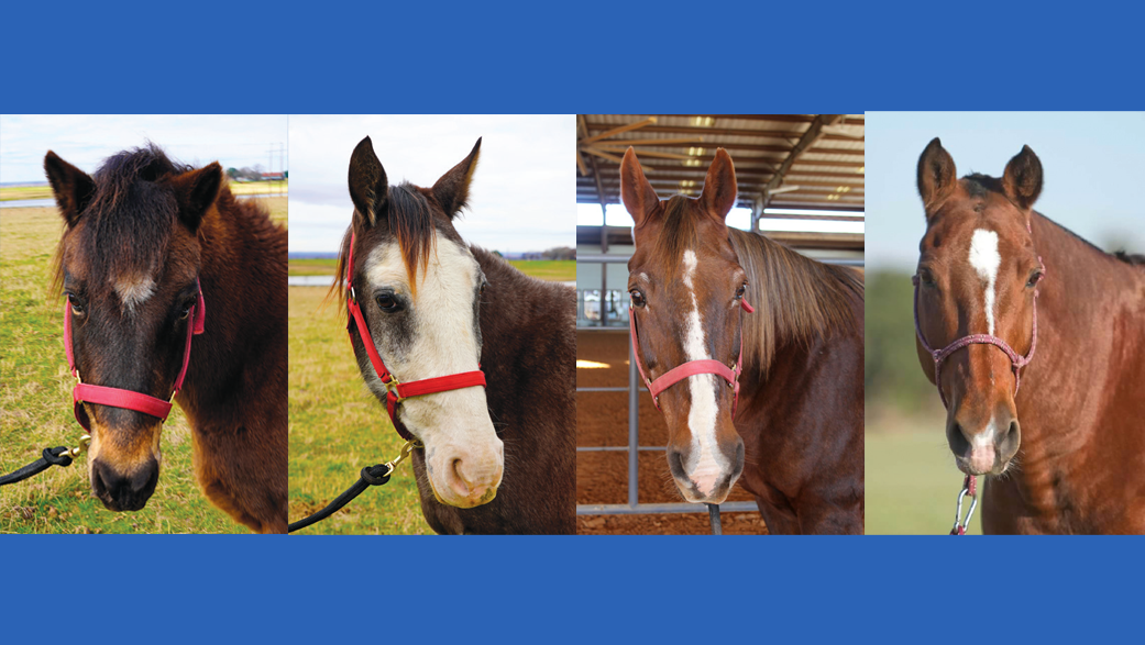 Join The Blue ROCKets Fundraising for ROCK Derby by ROCK, Ride On ...