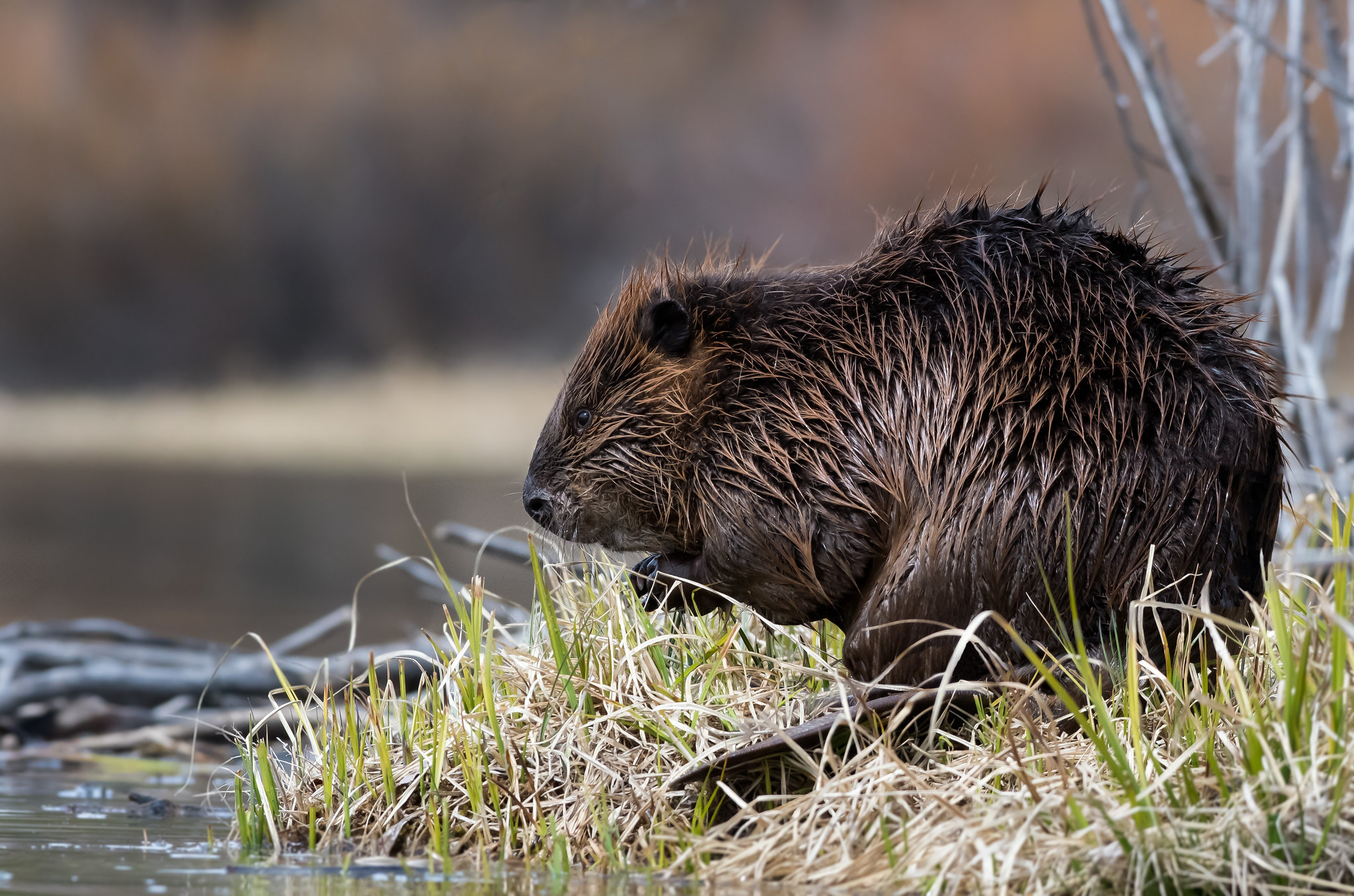 Donate Now Support Beavers And Native Wildlife Habitat By Think Wild 4,999 likes · 207 talking about this. donate now support beavers and native wildlife habitat by think wild