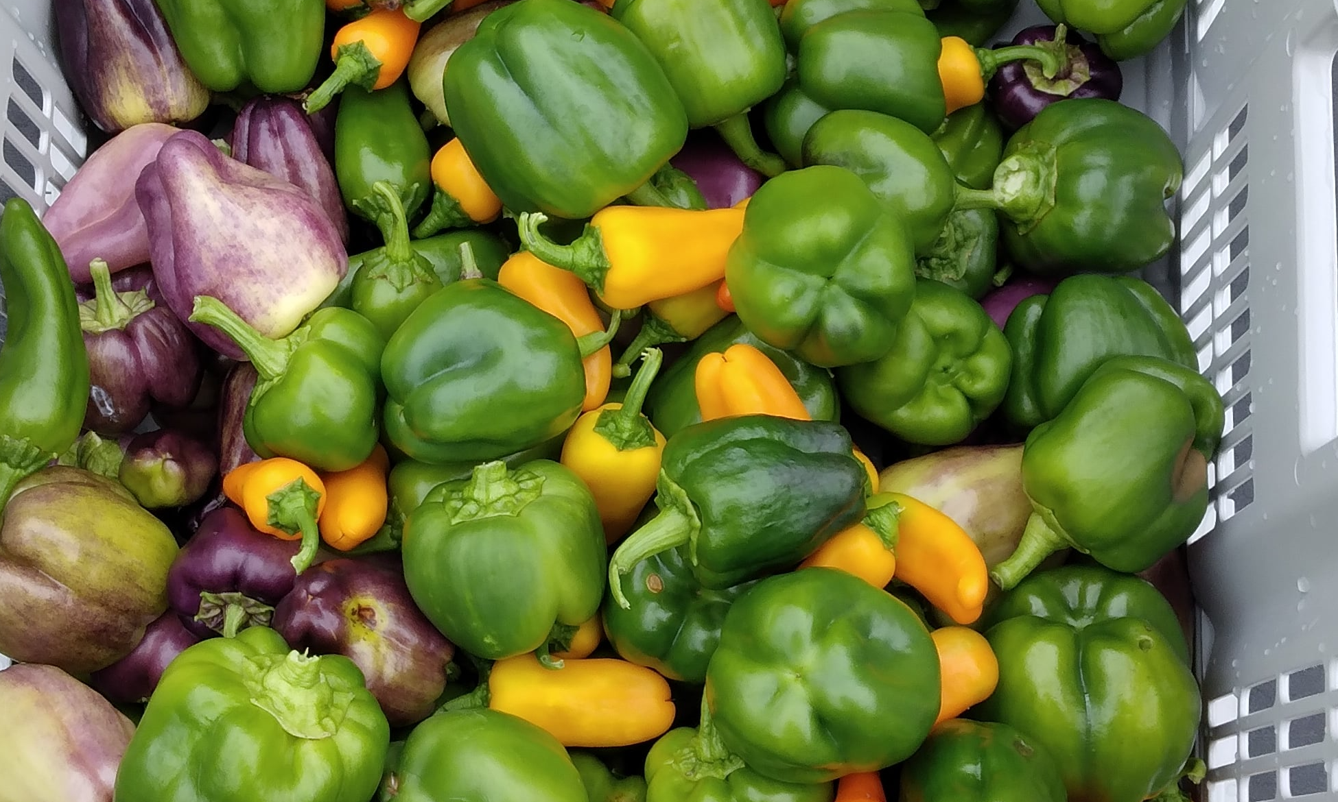 Bringing in the Harvest - Urban Farm & Gardening Series background image