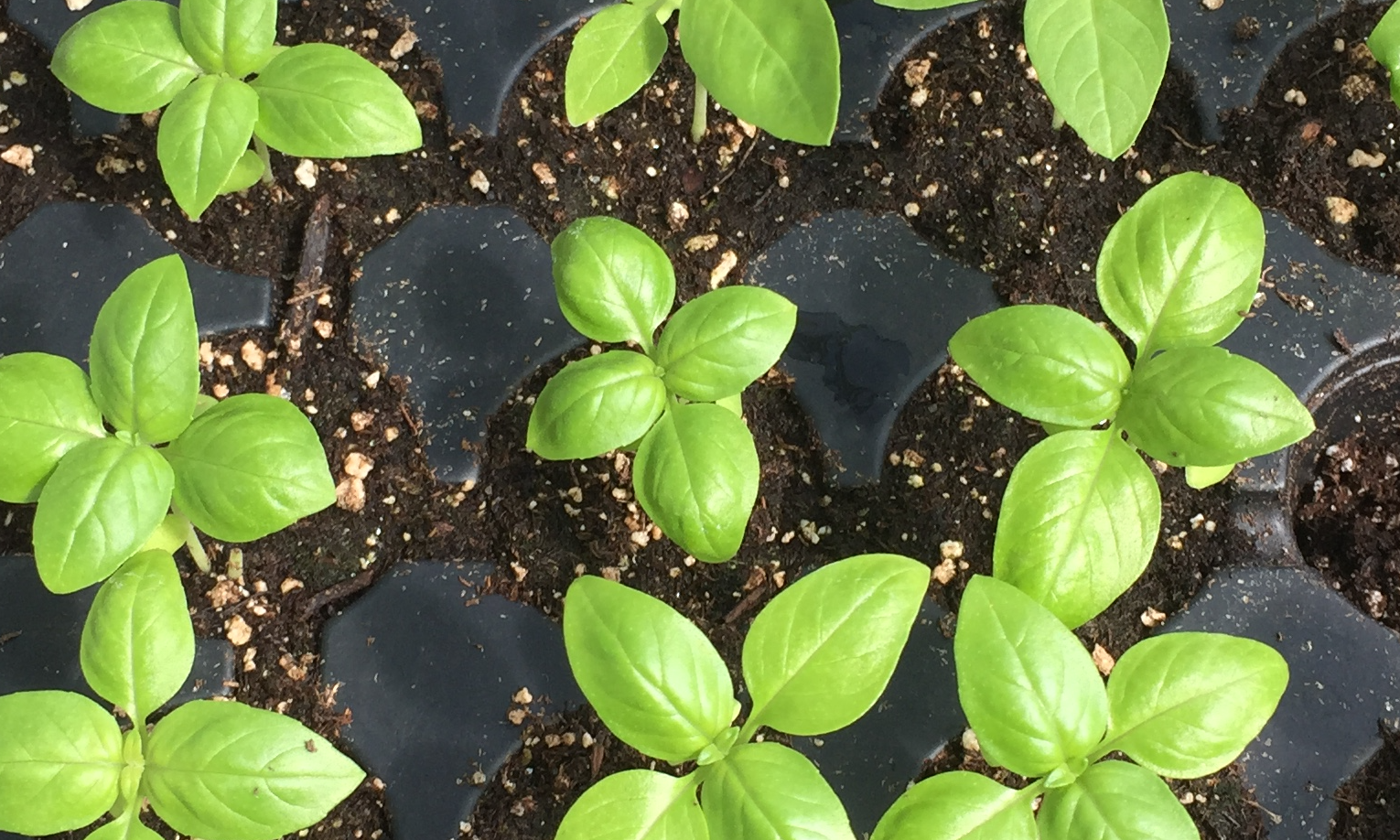 Seed Starting 101 background image