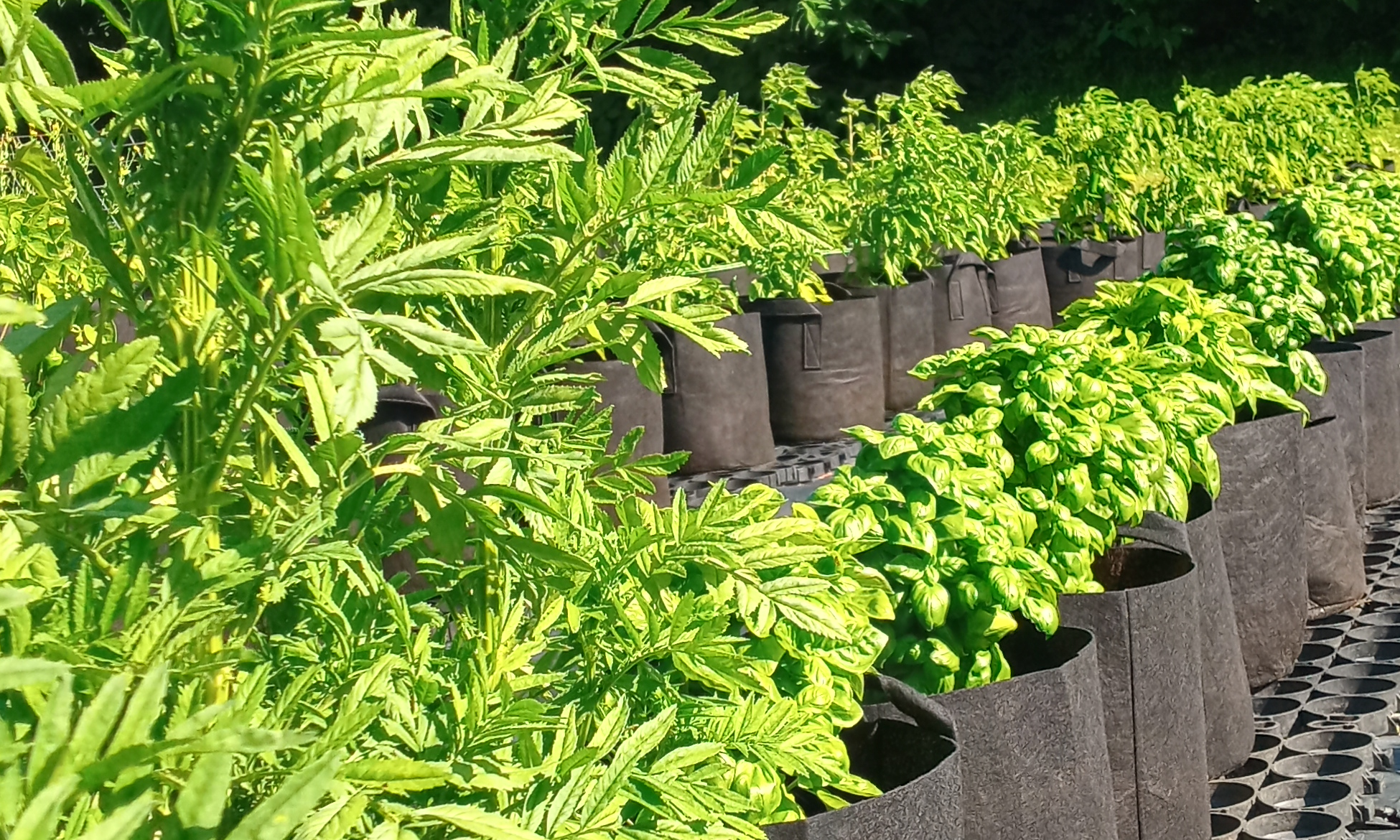 Vegetable Container Gardening background image