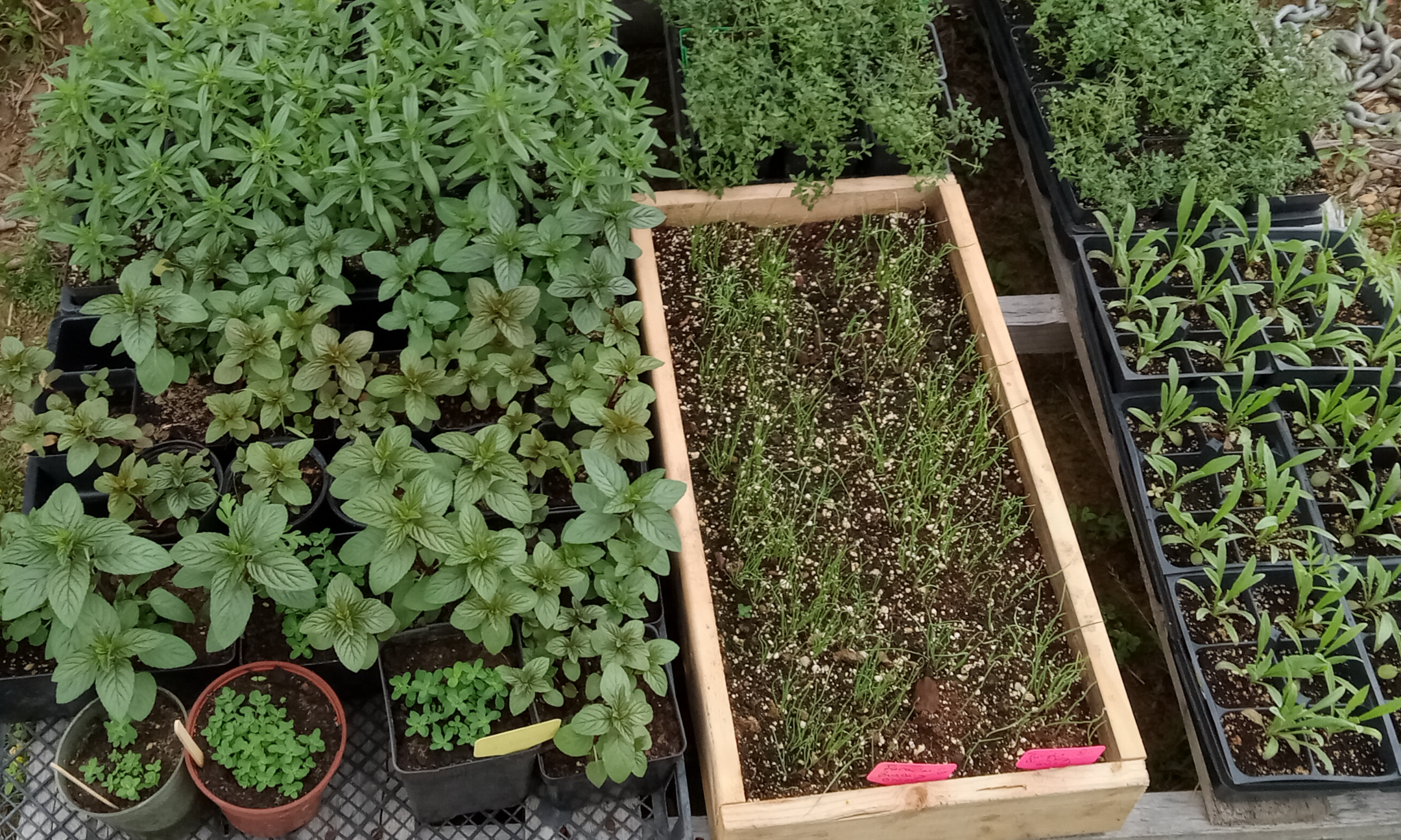 Garden Weeds, Pests & Disease - Urban Farm & Gardening Series background image