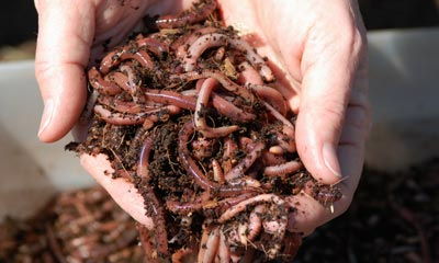 Worm Composting Workshop - Fall 2024 background image