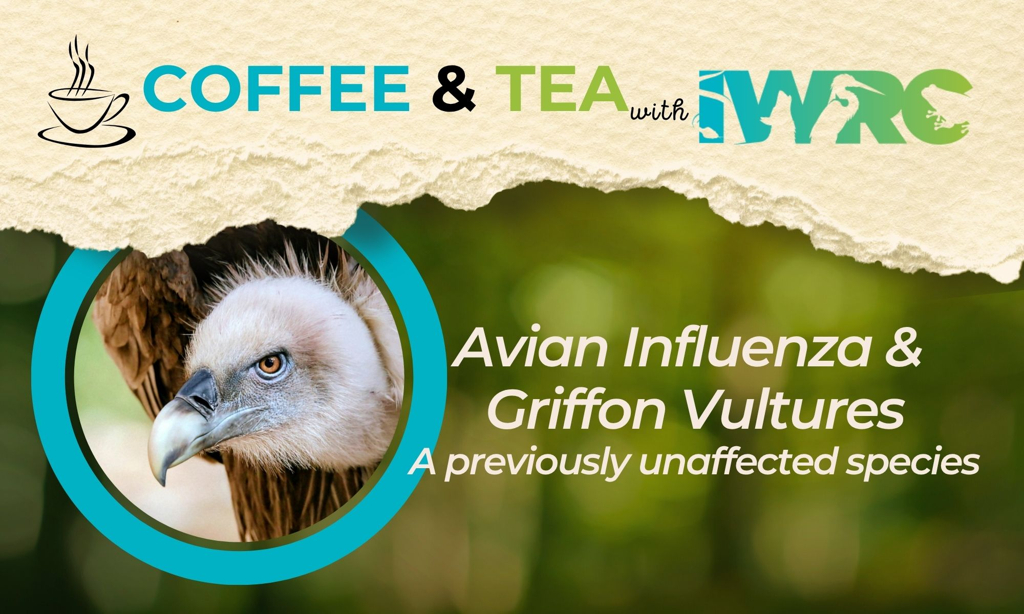 RESCHEDULED: Impacts of Highly Pathogenic Avian Influenza on a Previously Unaffected Vulture Species background image