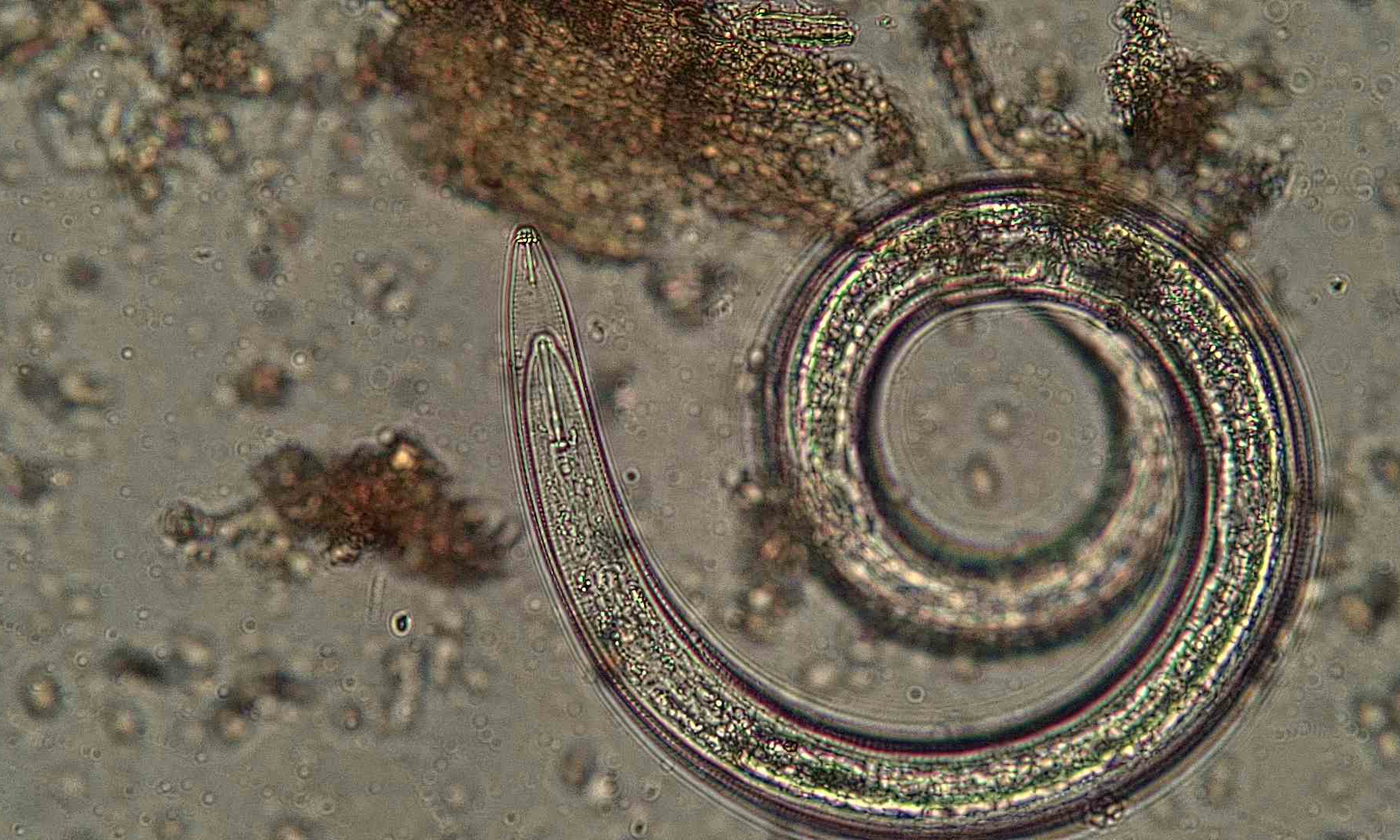 Underground Allies: Growing with the Soil Food Web background image