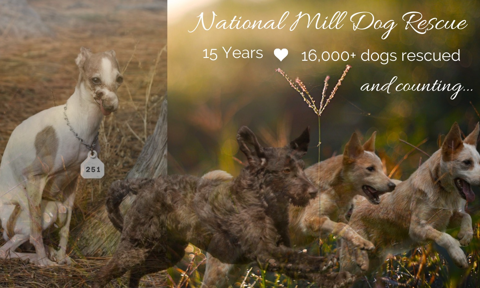 National Mill Dog Rescue 15th Anniversary Open House See How Far We've