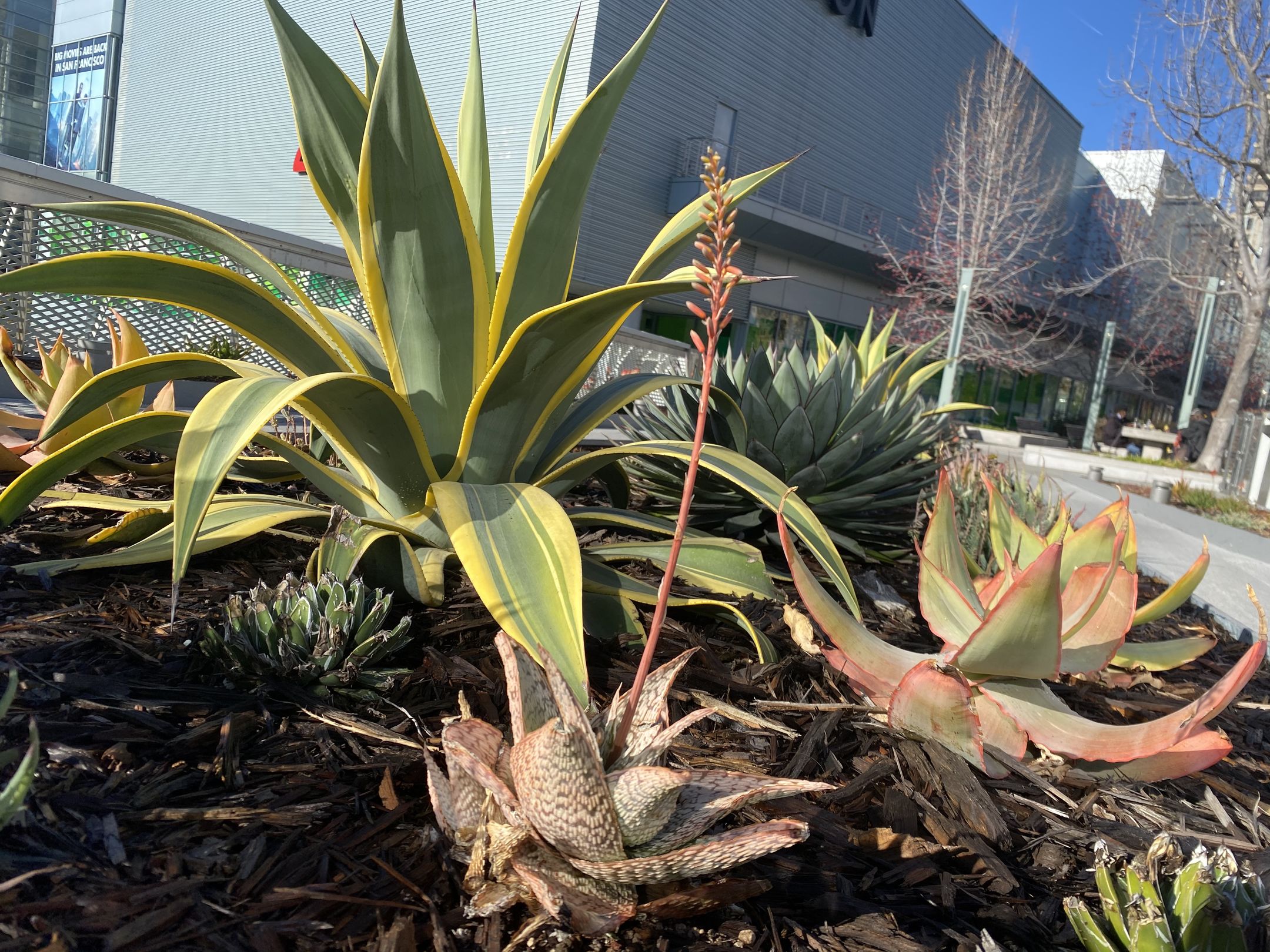 Donate Now Yerba Buena Gardens Conservancy