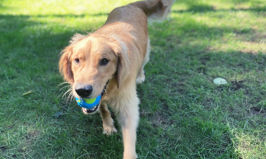 Sponsor A Kennel Yankee Golden Retriever Rescue