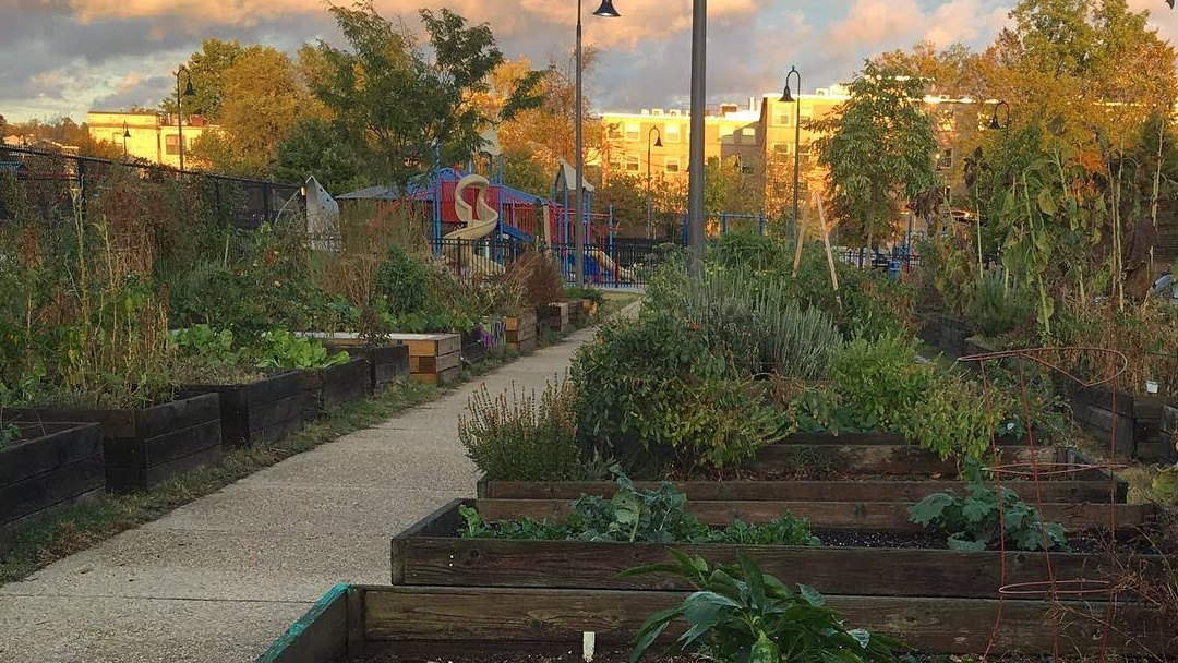 Donate Now LeDroit Park Community Garden By Common Good City Farm