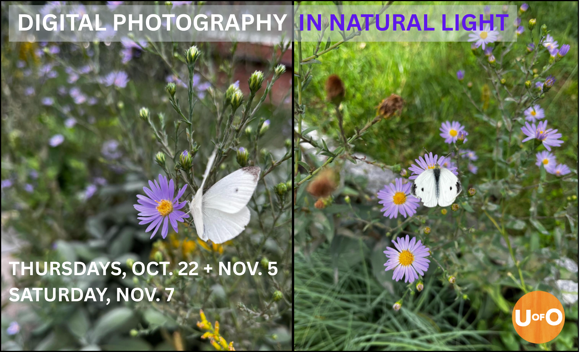 Digital Photography in Natural Light background image