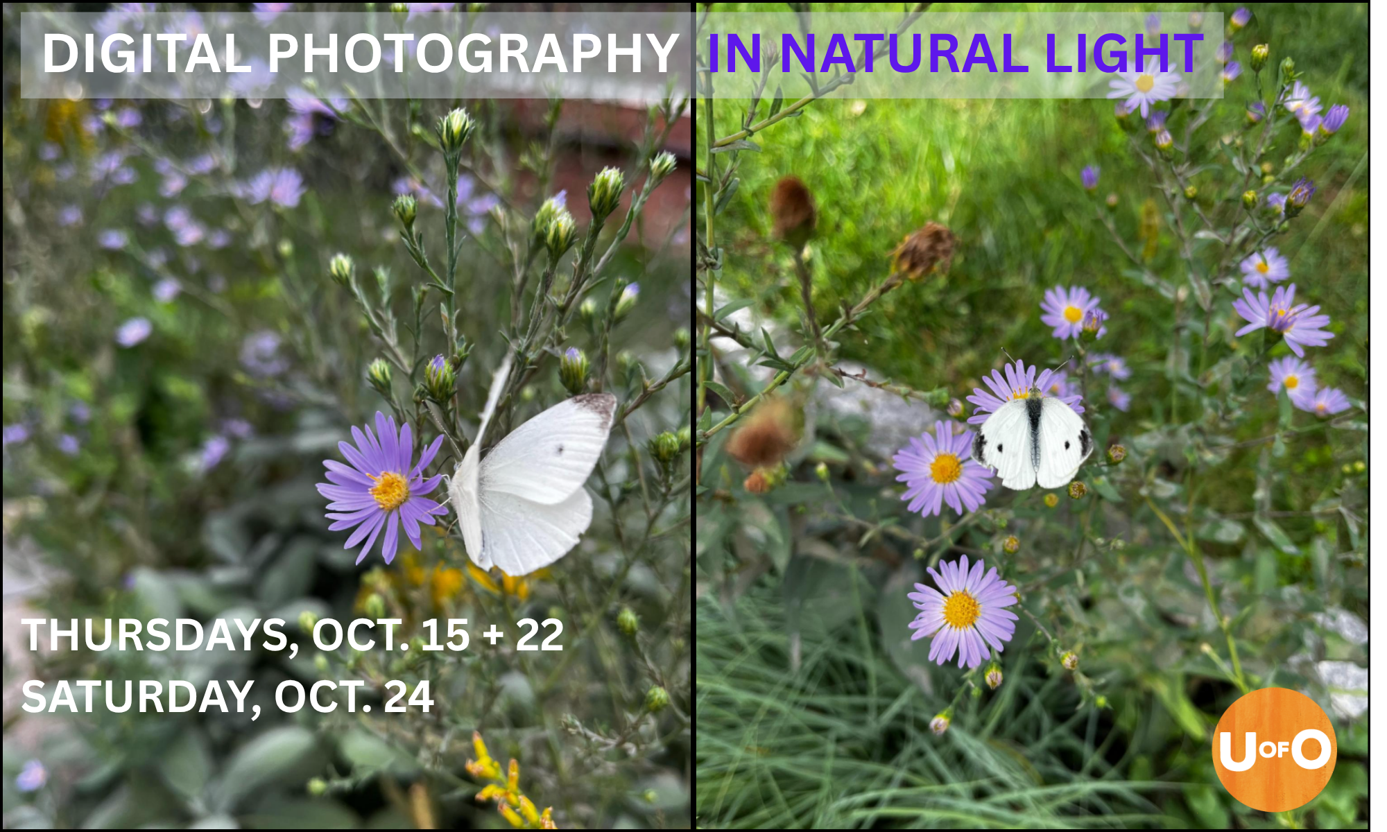 Digital Photography in Natural Light background image