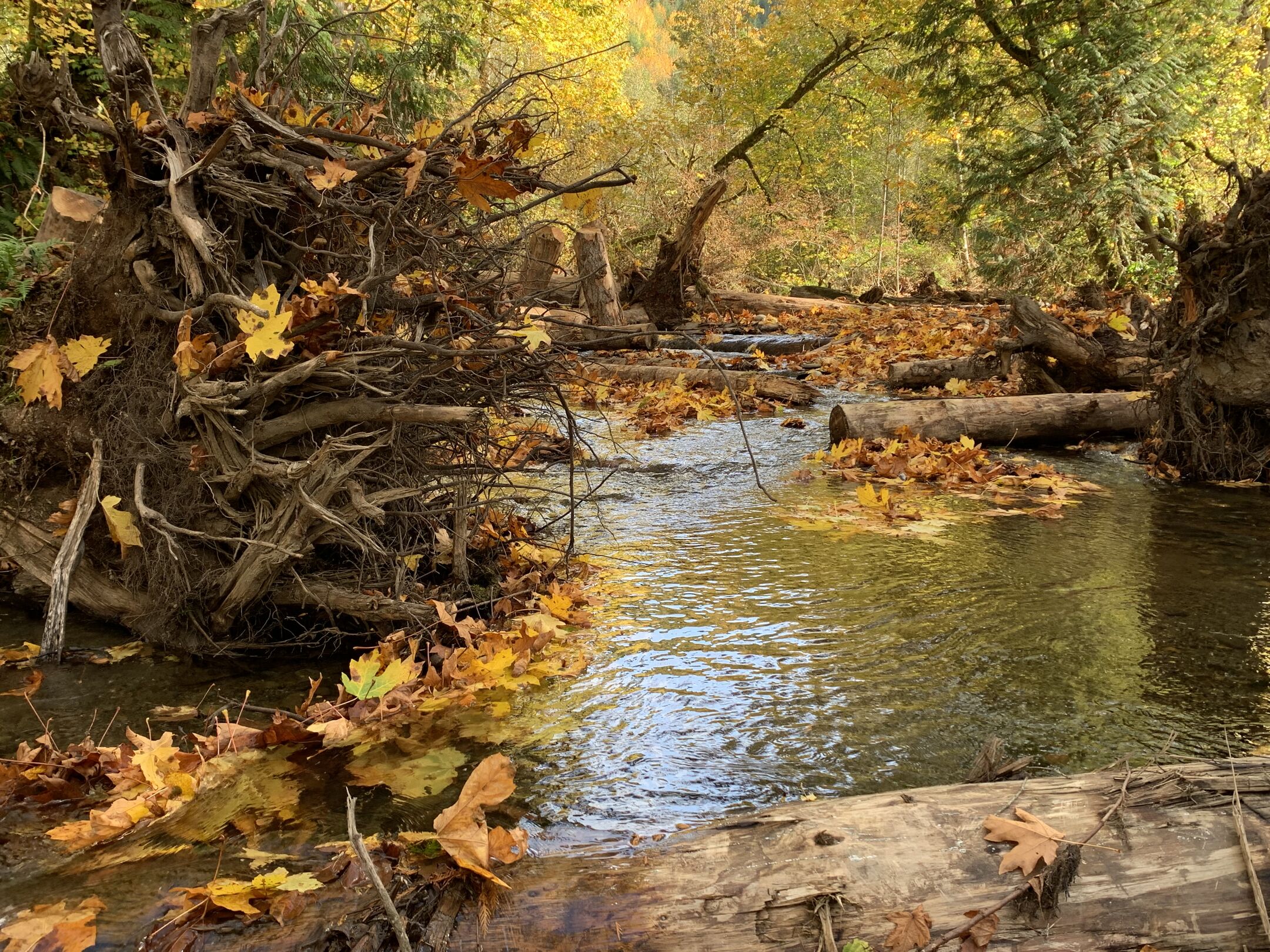 North Olympic Salmon Coalition Protecting Salmon Ecosystems
