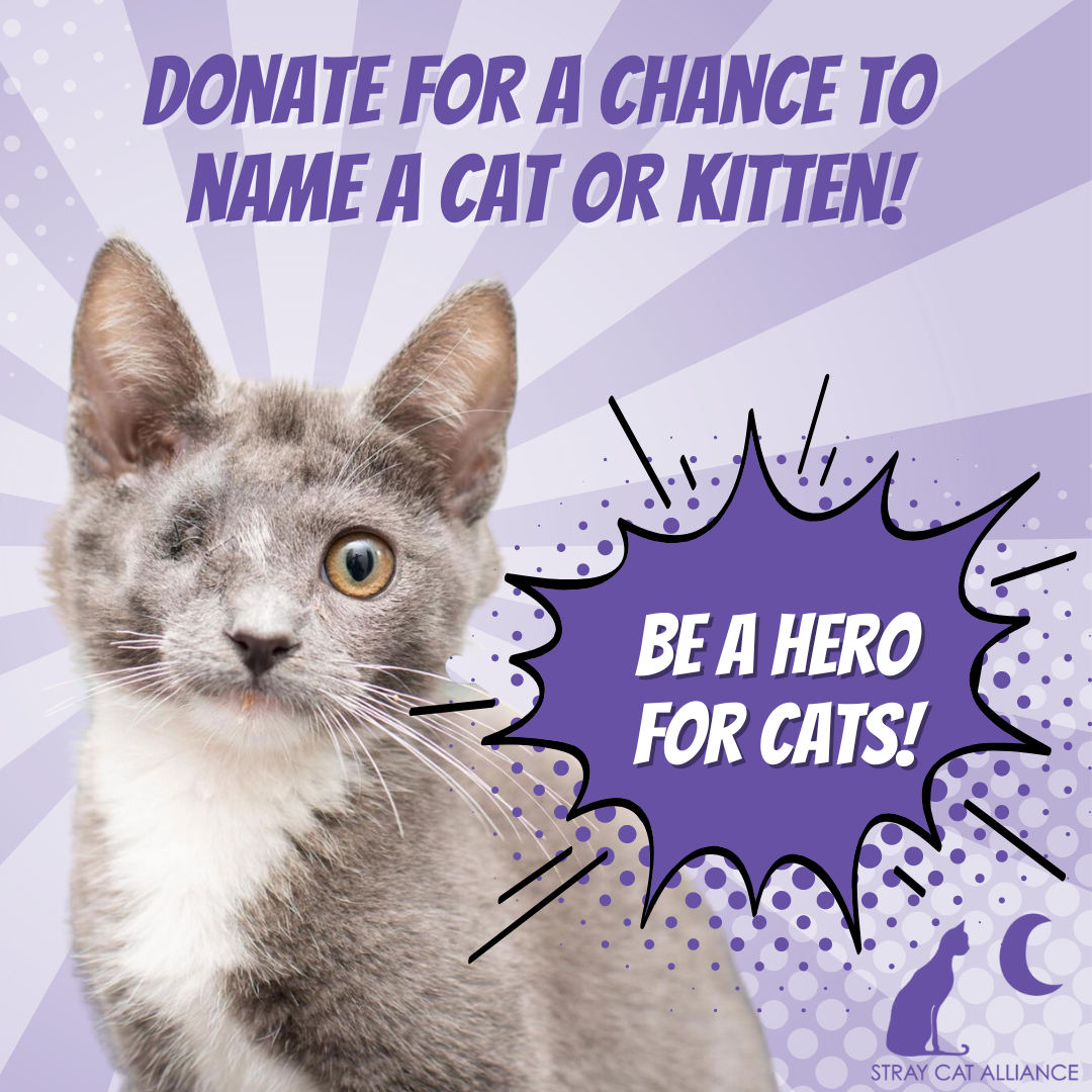 Donate Now Be a Hero for Cats Donate Today For a Chance to Name a