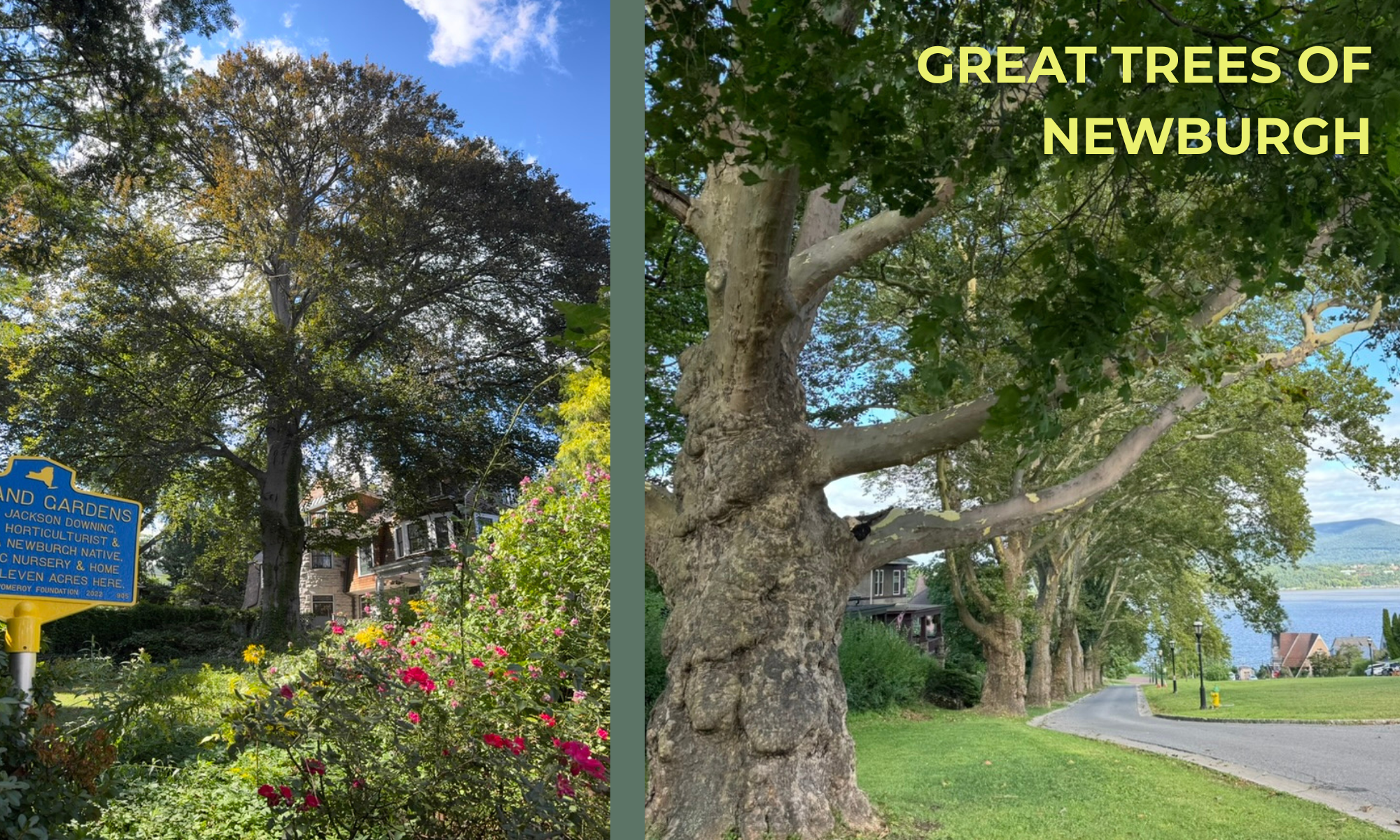 Great Trees of Newburgh Festival background image