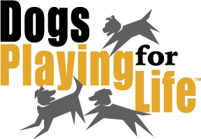 jay jack dog trainer