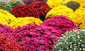 Winters Center Fall Mums Sale 2026 background image