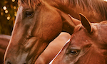 Hearts & Hoofbeats background image