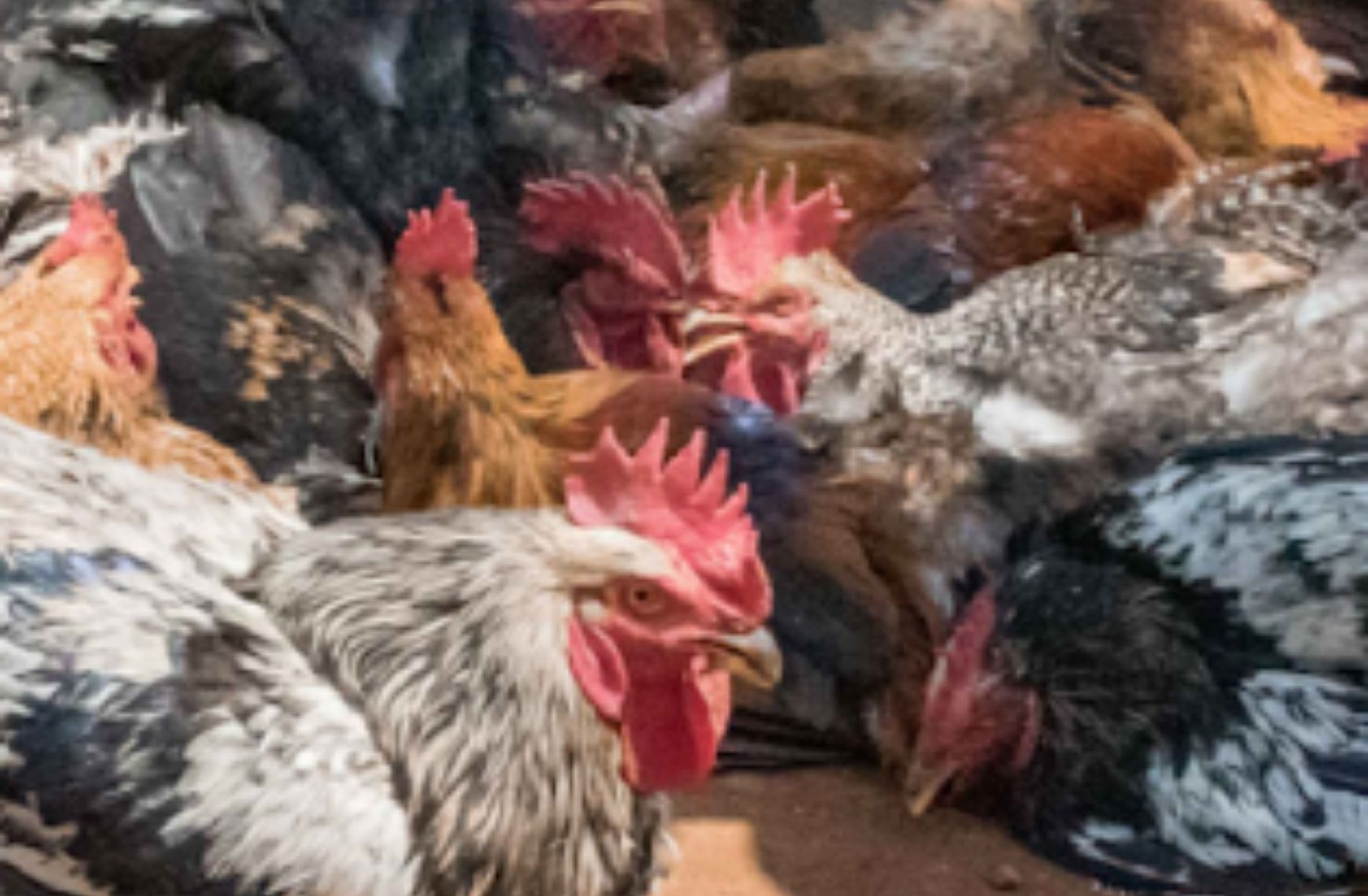 Donate Now Poultry Project by Village of Hope Uganda