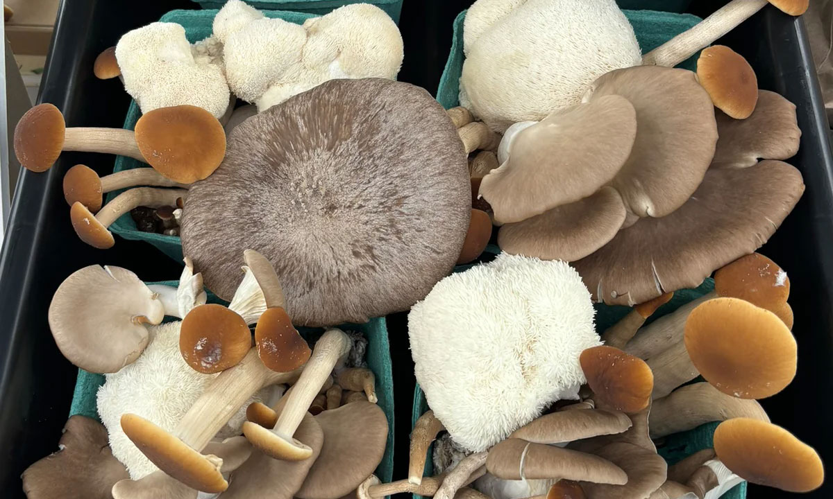 Growing Mushrooms Indoors background image