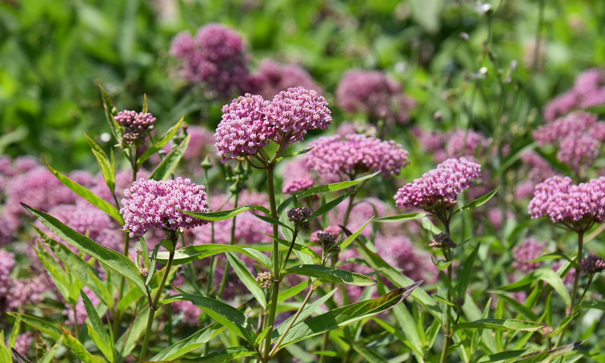 Native Perennials background image