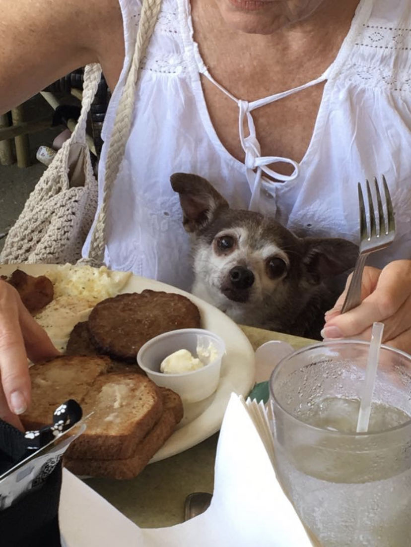 Thanksgiving Blessings & Brunch for the Animals background image