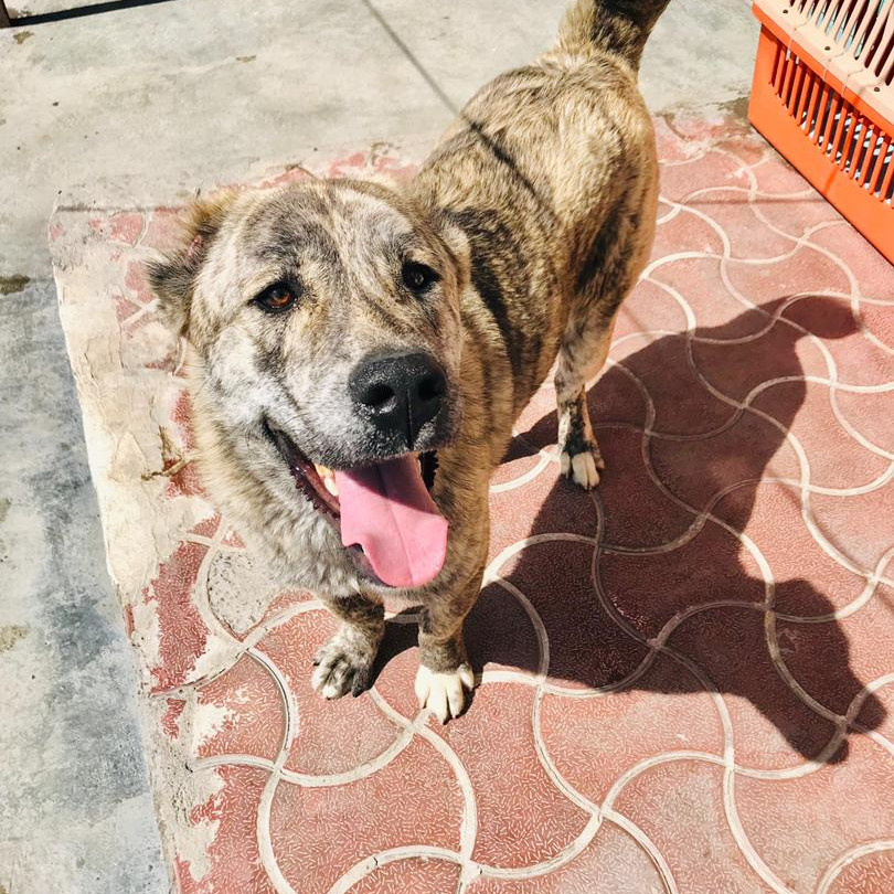 Kabul Small Animal Rescue