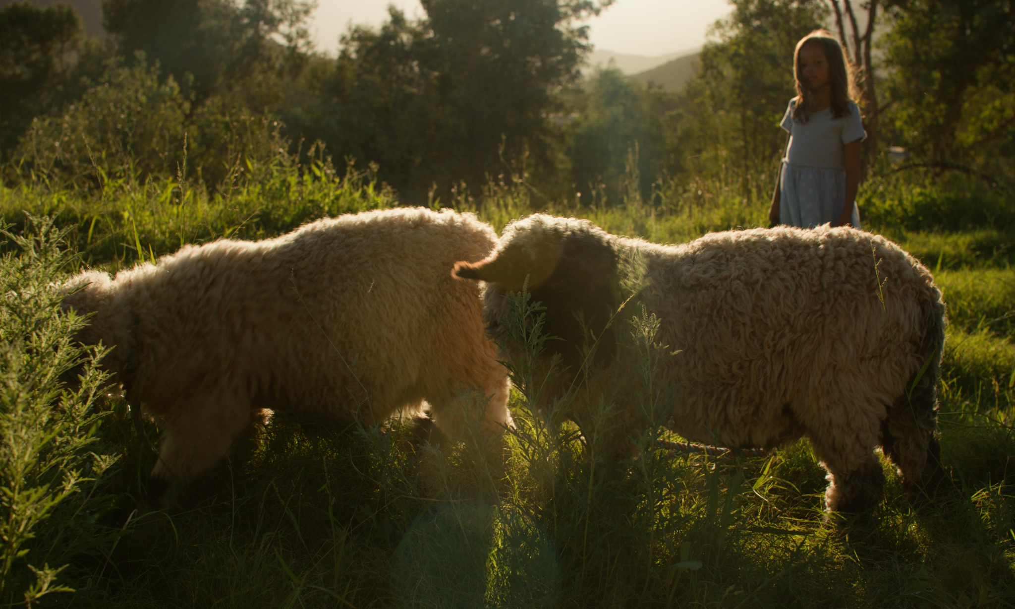 Golden Hour at the Sanctuary background image