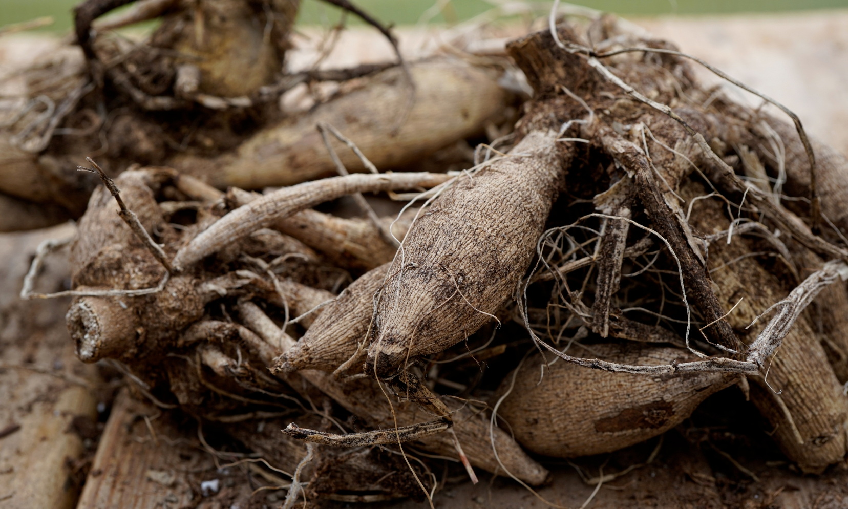 Dahlia Festival Workshop: Overwintering Dahlia Tubers with Rebecca Klingabiel background image
