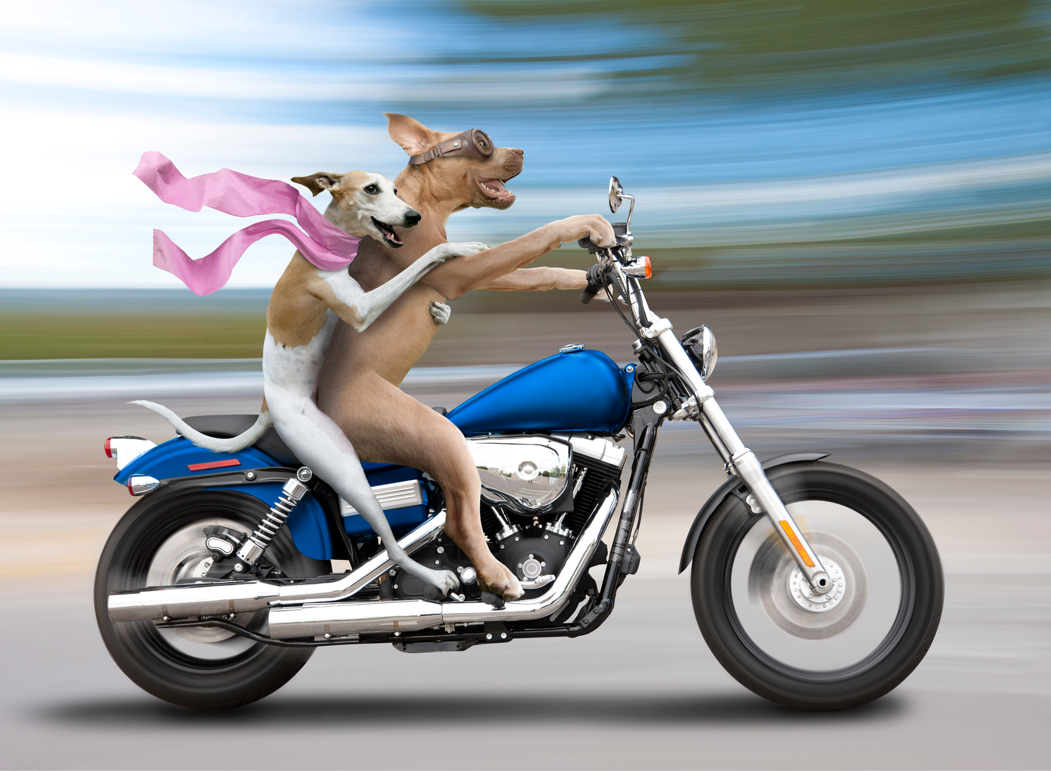 Ride 4 Animals background image